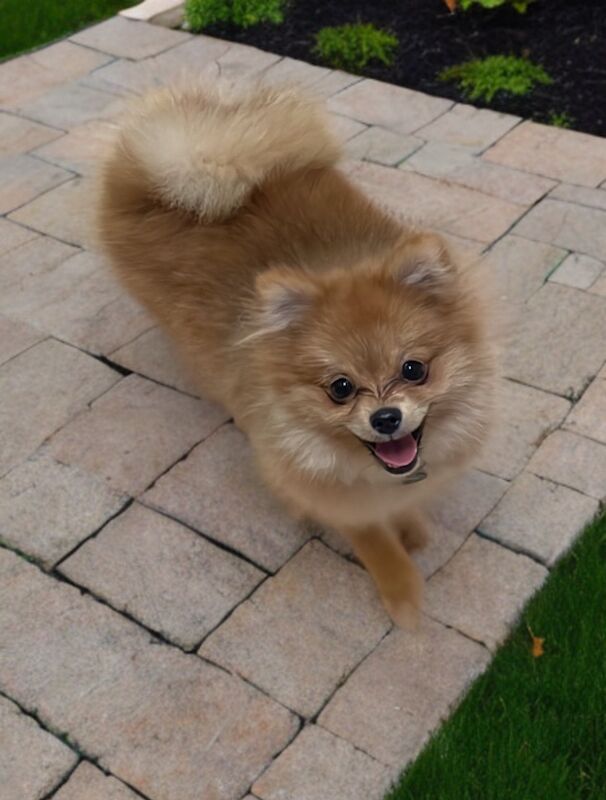 Pomeranian puppies for sale in Peterborough, Cambridgeshire – 5 months old - Image 2 of 14