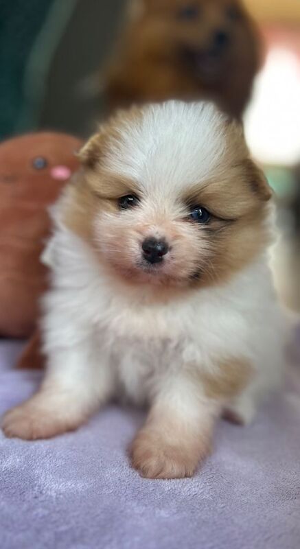 (1 girl and 3boys) Beautiful Pomeranian Puppies – Available to Reserve - Image 2 of 5