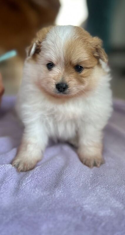 (1 girl and 3boys) Beautiful Pomeranian Puppies – Available to Reserve - Image 3 of 5