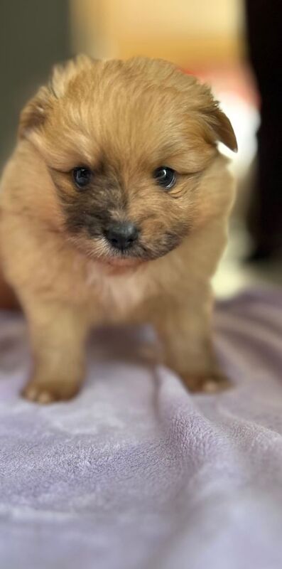 (1 girl and 3boys) Beautiful Pomeranian Puppies – Available to Reserve - Image 4 of 5