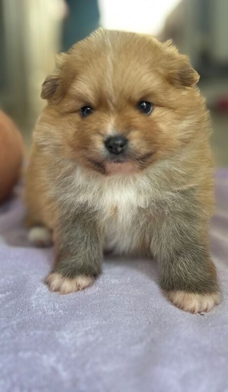 (1 girl and 3boys) Beautiful Pomeranian Puppies – Available to Reserve - Image 5 of 5