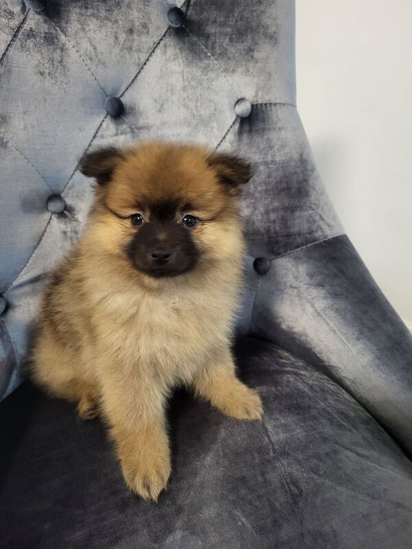 1 Girl teddy Bear miniature pomeranian puppy for sale in Oadby, Leicestershire