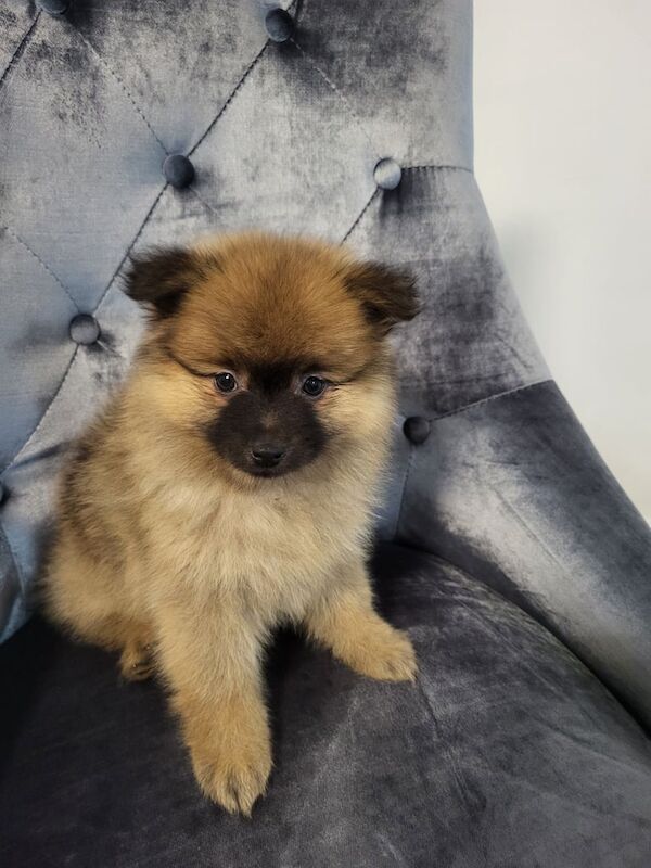 1 Girl teddy Bear miniature pomeranian puppy for sale in Oadby, Leicestershire | Image 2