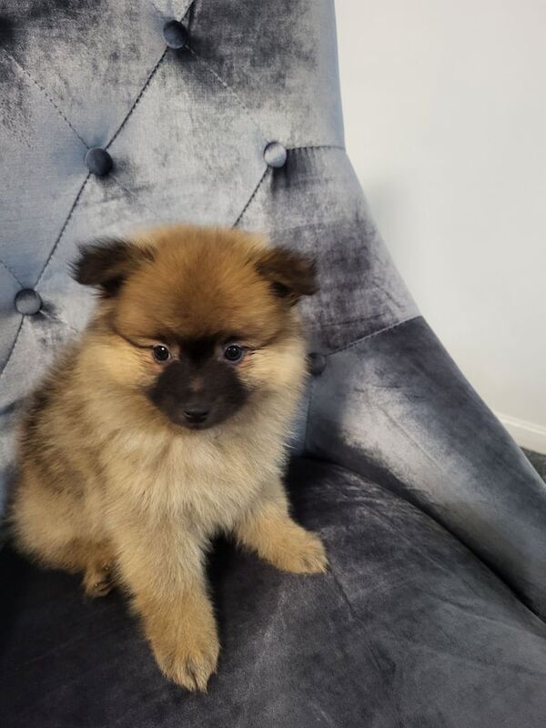 1 Girl teddy Bear miniature pomeranian puppy for sale in Oadby, Leicestershire | Image 3