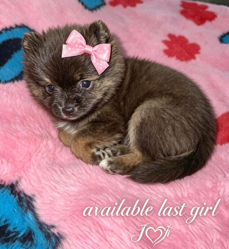 1 Mini Pom Star Left - Image 14 of 15