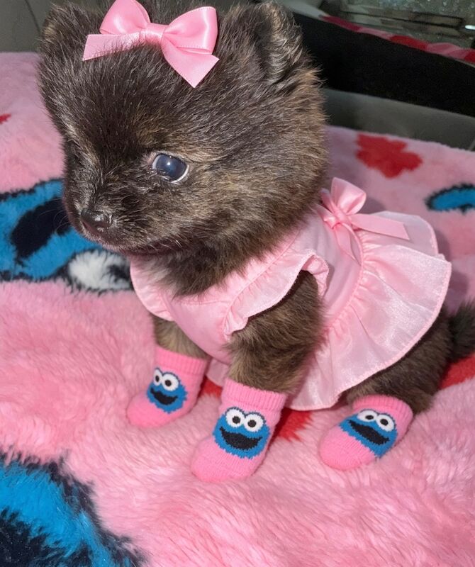 1 Mini Pom Star Left - Image 15 of 15