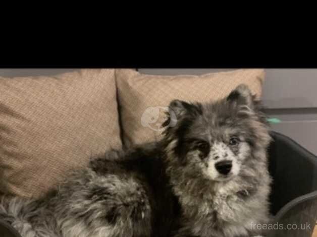 1 year old male pomeranian for sale in Gosport, Hampshire - Image 1