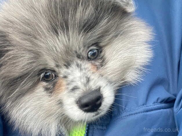 1 year old male pomeranian for sale in Gosport, Hampshire - Image 2
