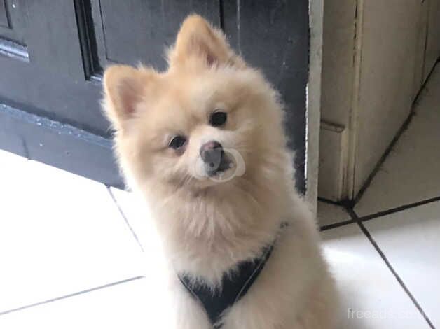 1 year old Pomeranian boy for sale in Weymouth, Dorset - Image 1