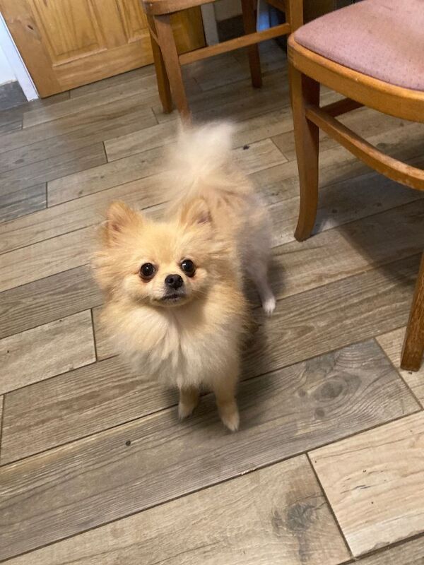Pomeranian Puppies For Sale Under £1,000