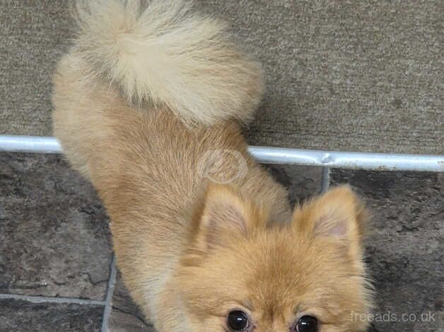Pomeranian puppies for sale in Kingston upon Hull, East Riding of Yorkshire – 2 years old - Image 1 of 4