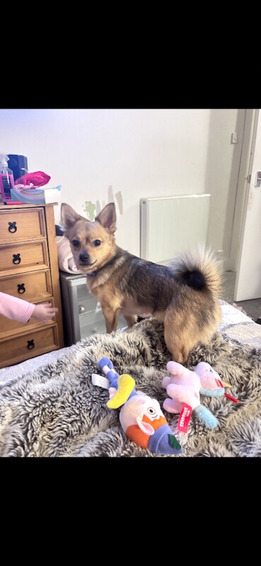 1 year old Pomeranian/jack russel