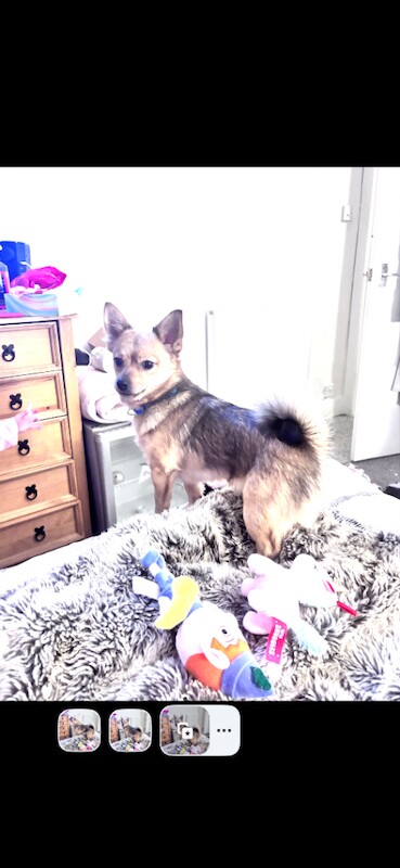 1 year old Pomeranian/jack russel - Image 2 of 4