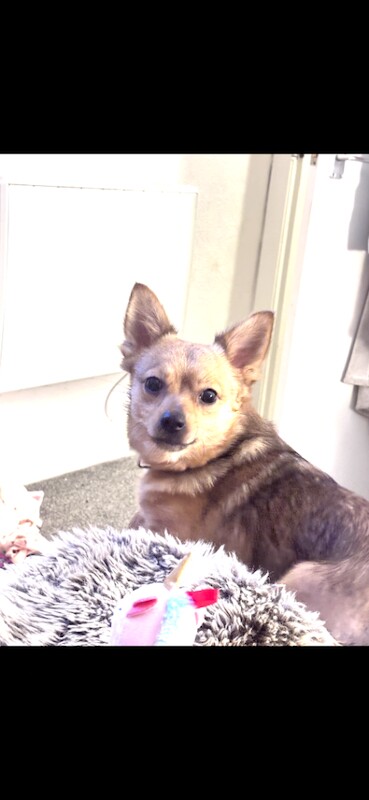 1 year old Pomeranian/jack russel - Image 3 of 4