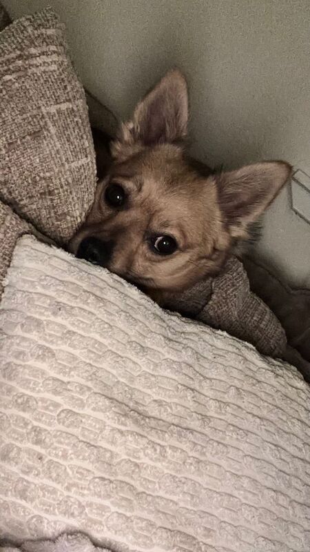 1 year old Pomeranian/jack russel - Image 4 of 4