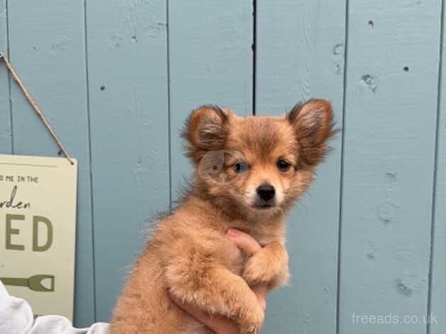 11 week old white/tan pomerainian puppy for sale in Swansea - Image 2