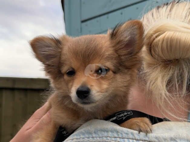 11 week old white/tan pomerainian puppy for sale in Swansea - Image 3