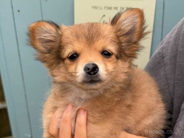 11 week old white/tan pomerainian puppy for sale in Swansea - Image 4