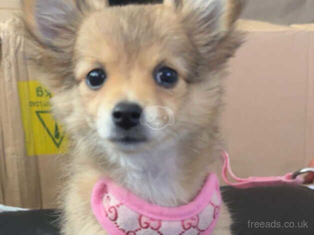 11 week old white/tan pomerainian puppy for sale in Swansea - Image 5