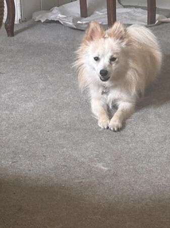 Pomeranian puppies for sale in Macclesfield, Cheshire – 2 years old - Image 2 of 5