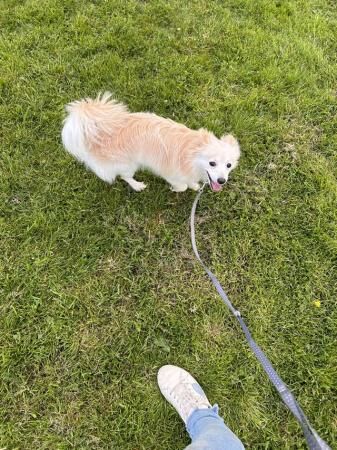 Pomeranian puppies for sale in Macclesfield, Cheshire – 2 years old - Image 3 of 5