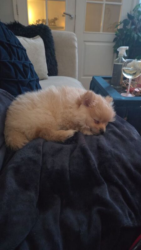 Pomeranian puppies for sale in Stockport, Greater Manchester – 3 months old