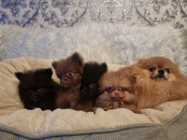 Pomeranian puppies for sale in Lincolnshire – 2 years old - Image 2 of 5