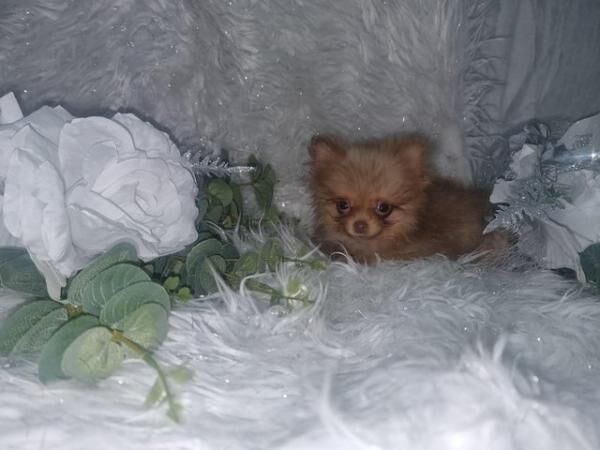 Pomeranian puppies for sale in Lincolnshire – 2 years old - Image 3 of 5
