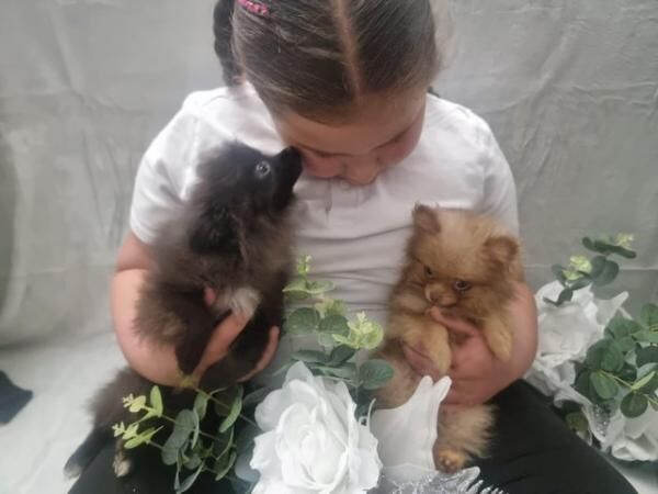 Pomeranian puppies for sale in Lincolnshire – 2 years old - Image 4 of 5