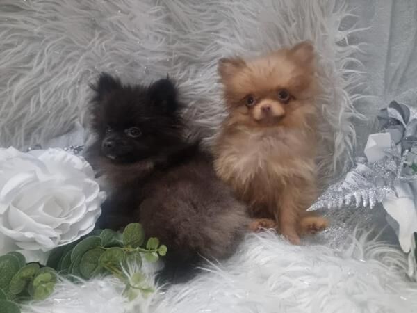 Pomeranian puppies for sale in Lincolnshire – 2 years old - Image 5 of 5