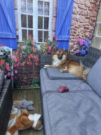 Pomeranian puppies for sale in Huddersfield, West Yorkshire – 2 years old - Image 2 of 5