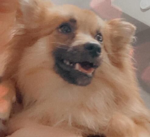 Pomeranian puppies for sale in Huddersfield, West Yorkshire – 2 years old - Image 4 of 5