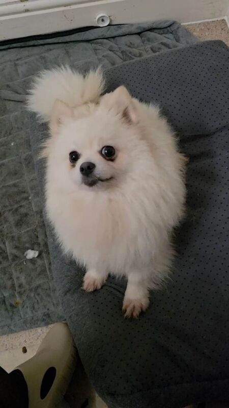 16 month Female Pomeranian - Image 2 of 3