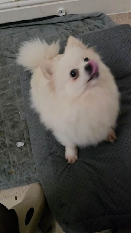 16 month Female Pomeranian - Image 3 of 3