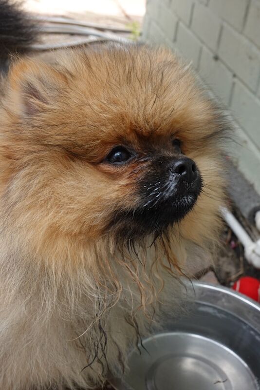 17 week old Pomeranian male puppy