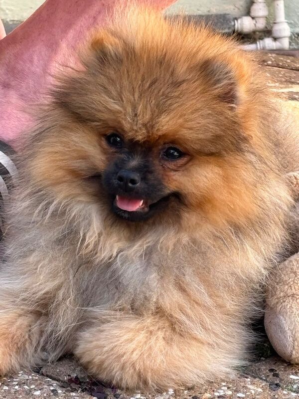 17 week old Pomeranian male puppy - Image 2 of 3