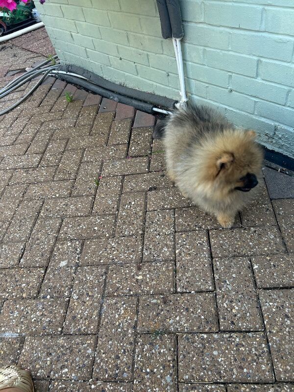 17 week old Pomeranian male puppy - Image 3 of 3
