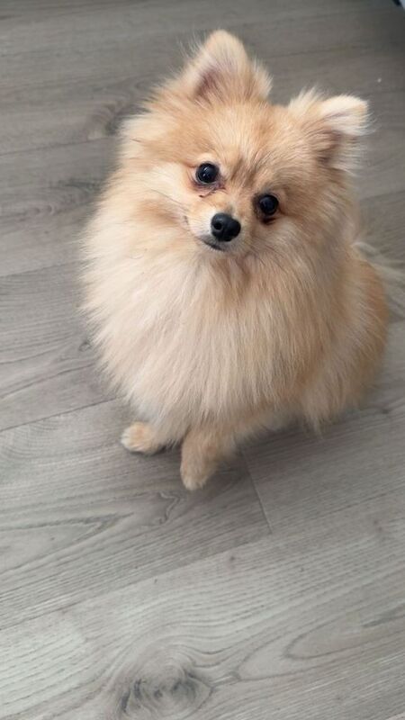 Pomeranian puppies for sale in Portstewart, County Londonderry – 1 year old