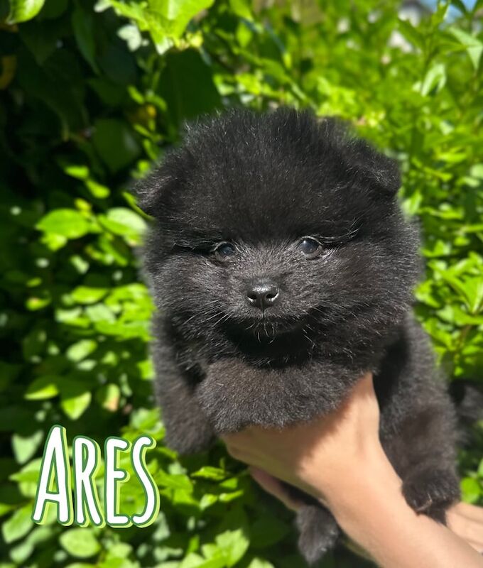 2 Adorable Tiny Pomeranians for sale in Heathrow, London