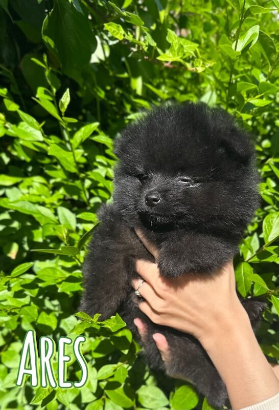 2 Adorable Tiny Pomeranians for sale in Heathrow, London | Image 2