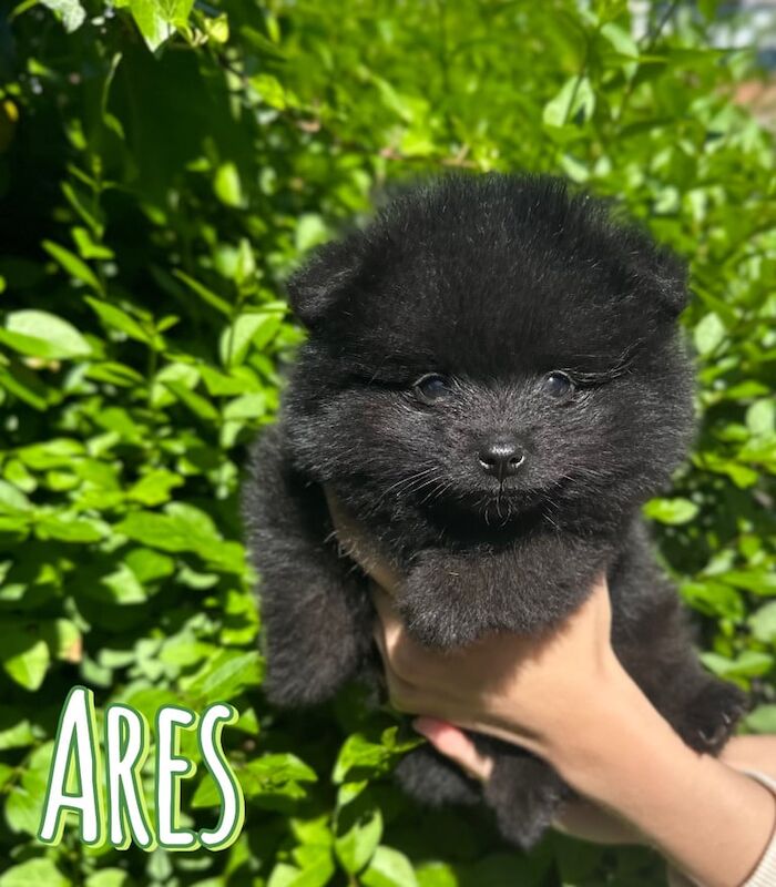 2 Adorable Tiny Pomeranians for sale in Heathrow, London | Image 3