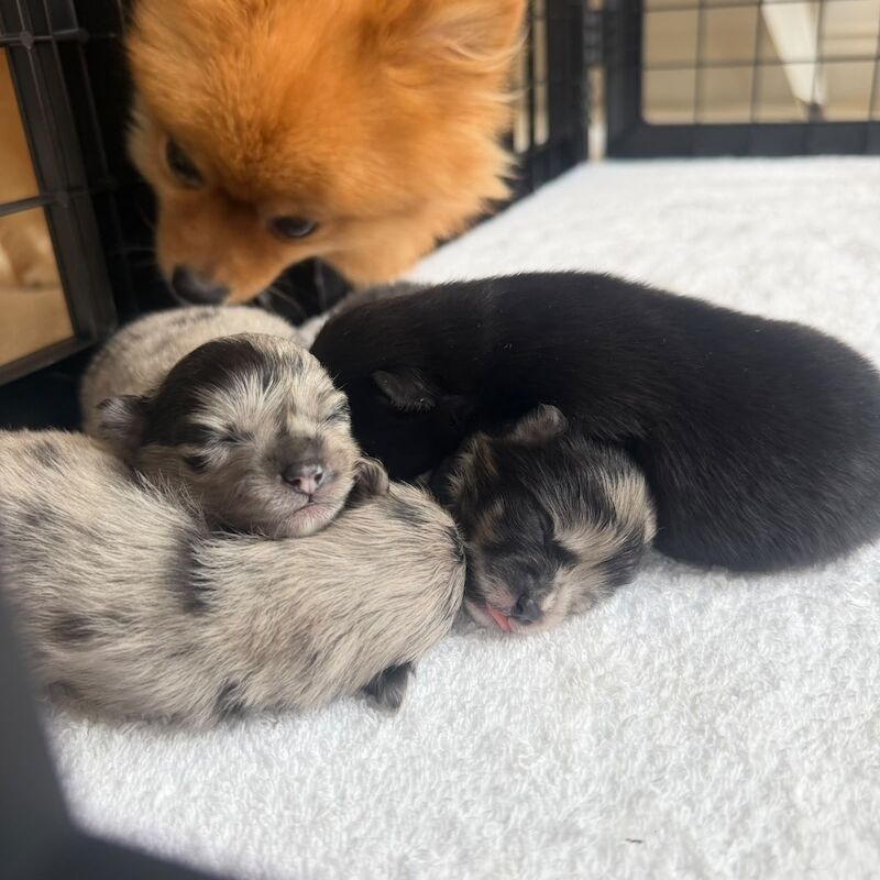 2 beautiful boy Pomeranians and 1 girl