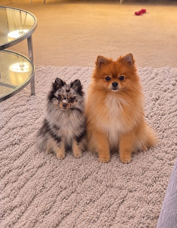 2 beautiful boy Pomeranians and 1 girl - Image 2 of 10