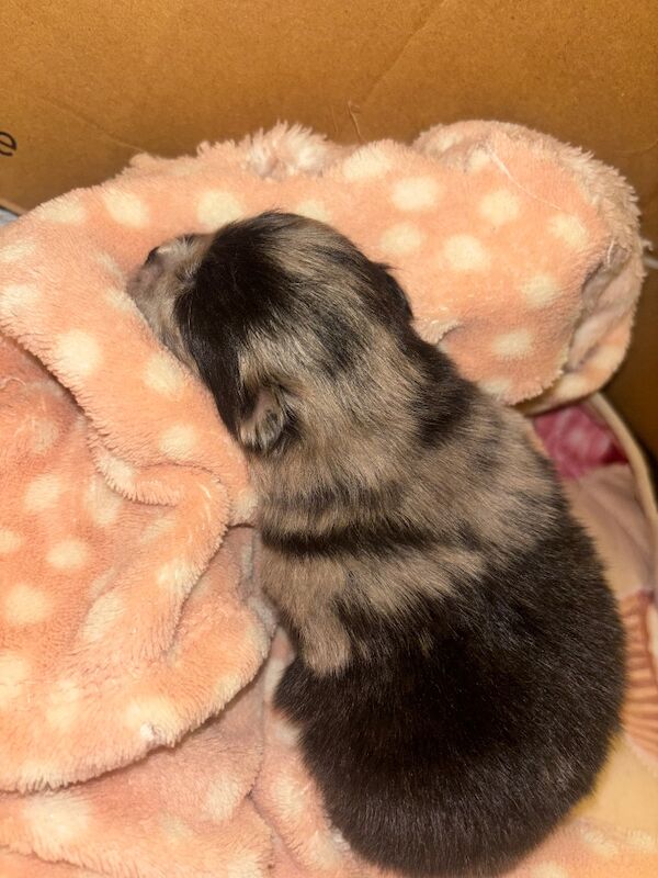 2 beautiful boy Pomeranians and 1 girl - Image 6 of 10