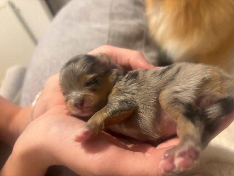 2 beautiful boy Pomeranians and 1 girl - Image 7 of 10