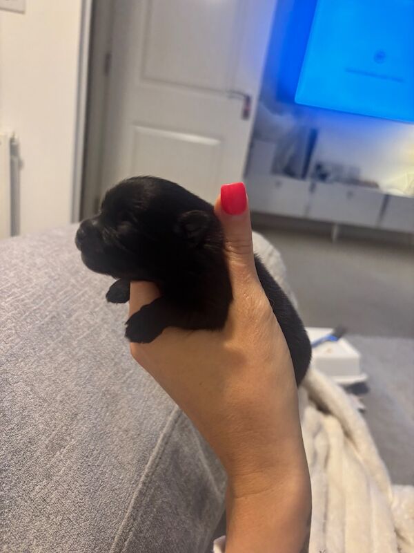 2 beautiful boy Pomeranians and 1 girl - Image 9 of 10
