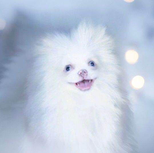 2 beautiful girls! toy size pomeranians