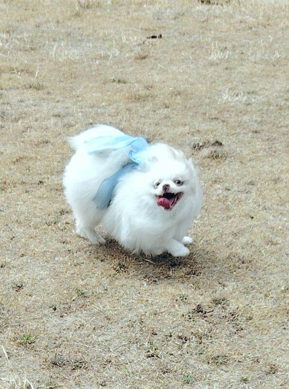 2 beautiful girls! toy size pomeranians - Image 2 of 4
