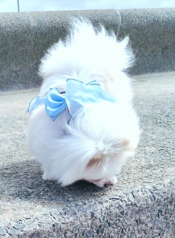 2 beautiful girls! toy size pomeranians - Image 3 of 4