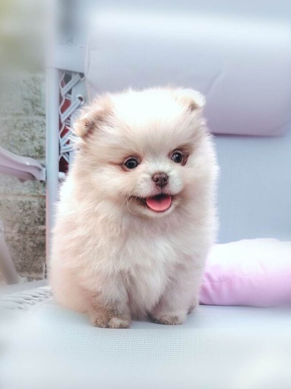 2 beautiful girls! toy size pomeranians - Image 4 of 4